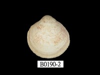 藏品(薄殼鳥尾蛤)的圖片